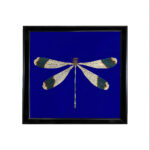 WINGS NO.1