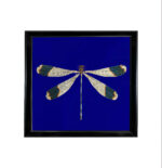 WINGS NO.1
