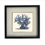BLUECORAL NO.4