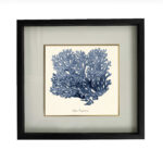 BLUE CORAL NO.1